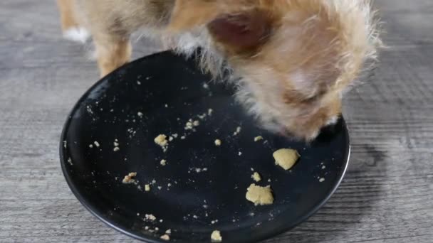 Chihuahua štěně pes jíst jídlo v černém talíři na dřevěném stole.