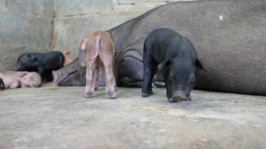 Çiftlikteki domuz yavrularını kapatın..