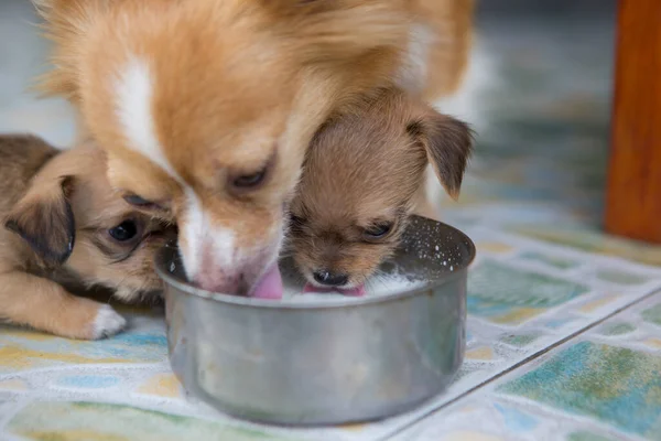 Puppies Mother Dog Feeding Milk Morning — Stock Photo, Image