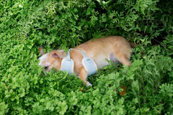 정원에 치와와 강아지를 — 스톡 사진