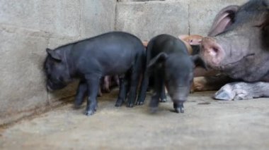 Çiftlikteki domuz yavrularını kapatın..