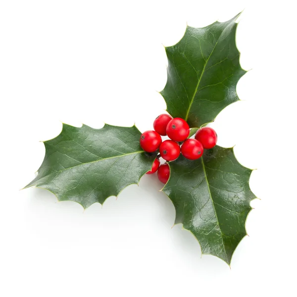 Holly — Stock Photo, Image