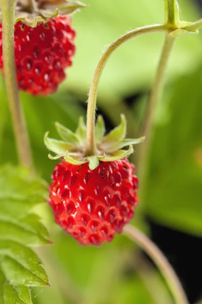 Walderdbeere — Stockfoto