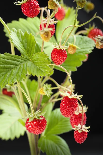 Wilde aardbei — Stockfoto