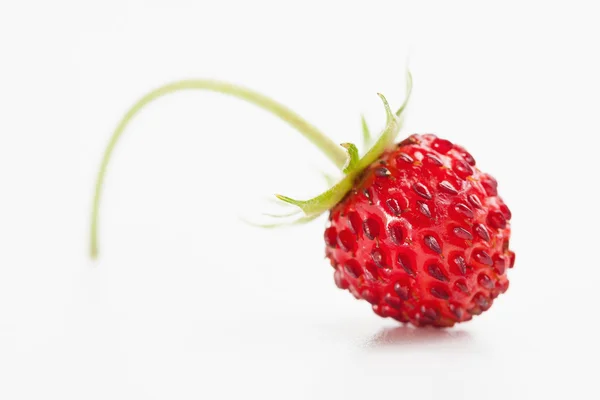 Wild strawberry — Stock Photo, Image