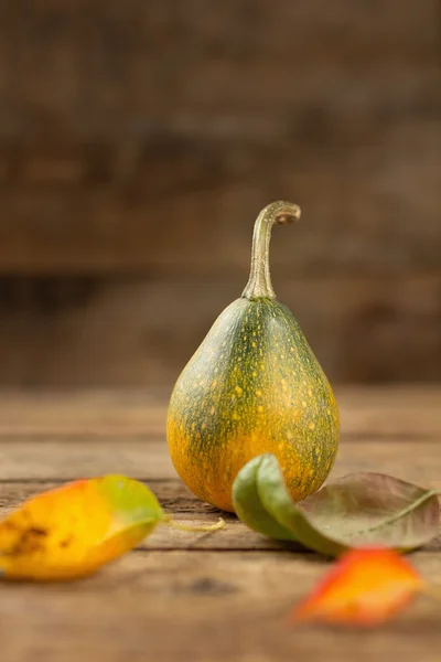 Ornamental Gourd — Stock Photo, Image