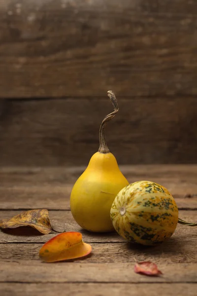 Ornamental gourds — Stock Photo, Image