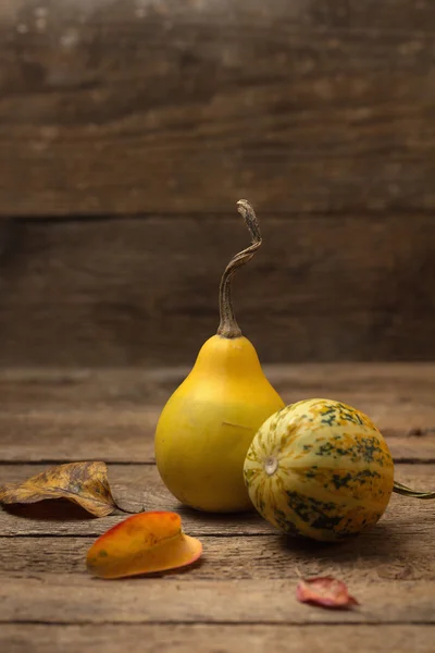 Calabazas ornamentales — Foto de Stock