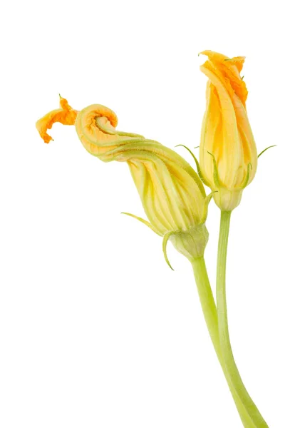 Zucchini-Blüten — Stockfoto