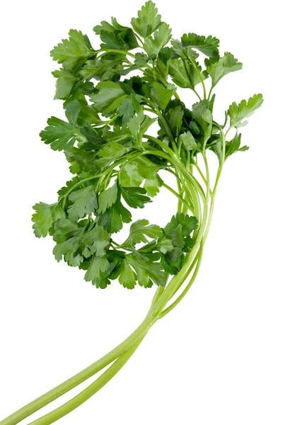 Green parsley bunch — Stock Photo, Image