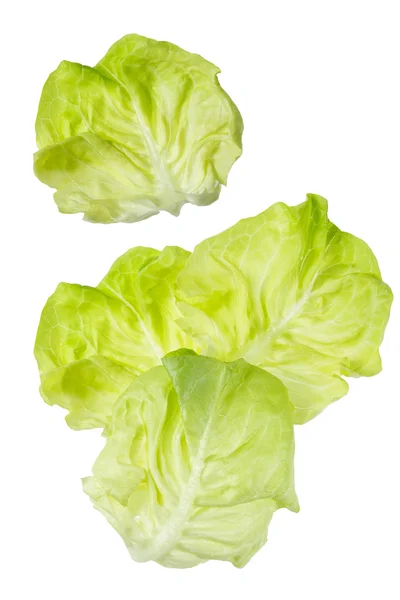 Lechuga — Foto de Stock