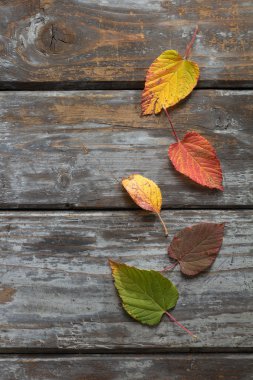 Sonbahar Yaprakları