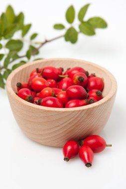 kuşburnu (rosa canina)