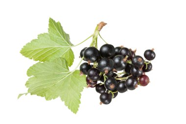 siyah kuş üzümü (ribes nigrum) yaprakları ile