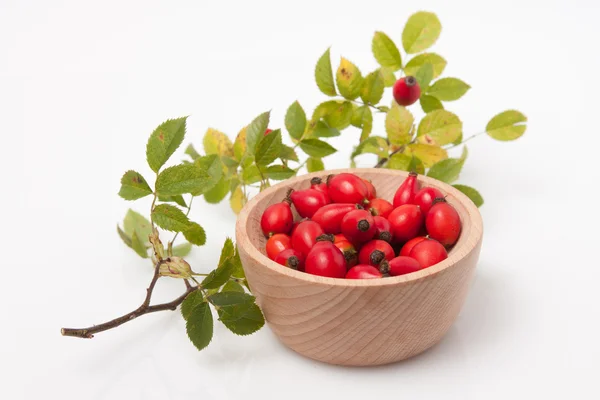 Rosehip (Rosa canina) — Stock Photo, Image