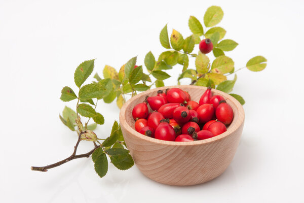 Rosehip (Rosa canina)