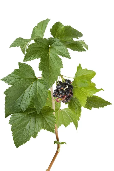 Svarta vinbär (ribes nigrum) på gren — Stockfoto