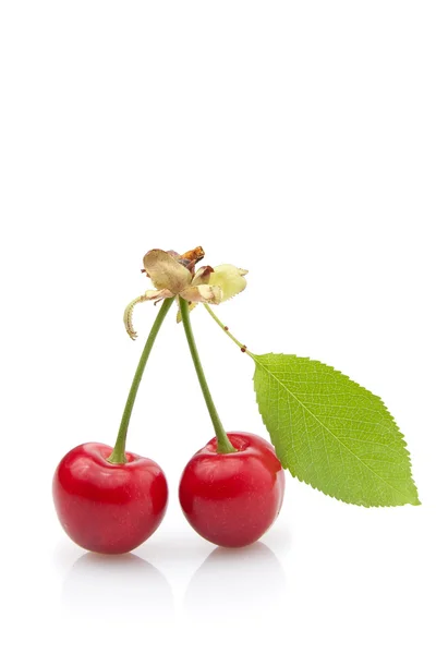 Świeże czerwone wiśnie — Zdjęcie stockowe