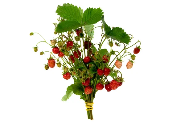 Erdbeeren — Stockfoto