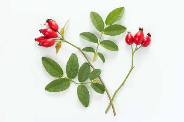 Csipkebogyó (rosa canina) — Stock Fotó