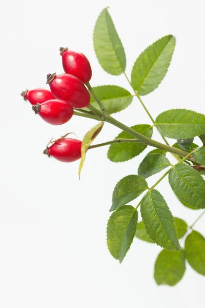 Dzikiej róży (rosa canina) — Zdjęcie stockowe