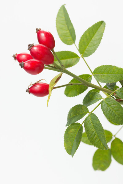 Rosehip (Rosa canina)