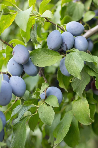 Plums growing on branch — Stock Photo, Image