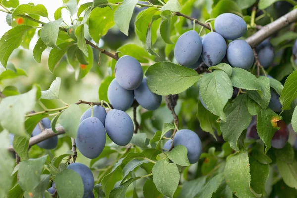 Pflaumen wachsen auf Zweigen — Stockfoto