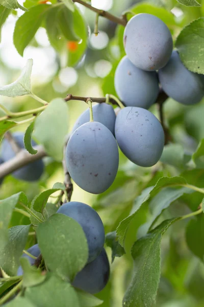 Plums growing on branch — Stock Photo, Image