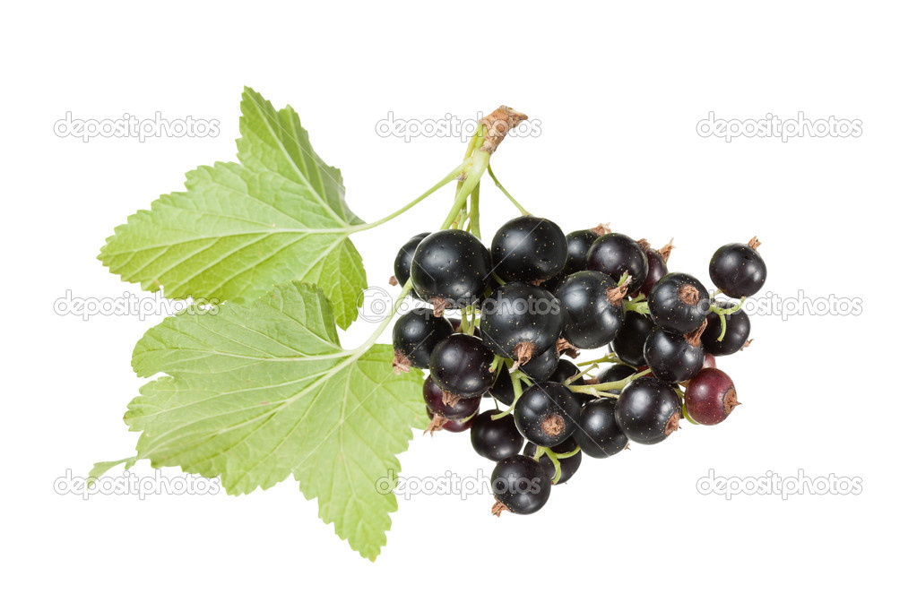 Black currants (Ribes nigrum) with leaves