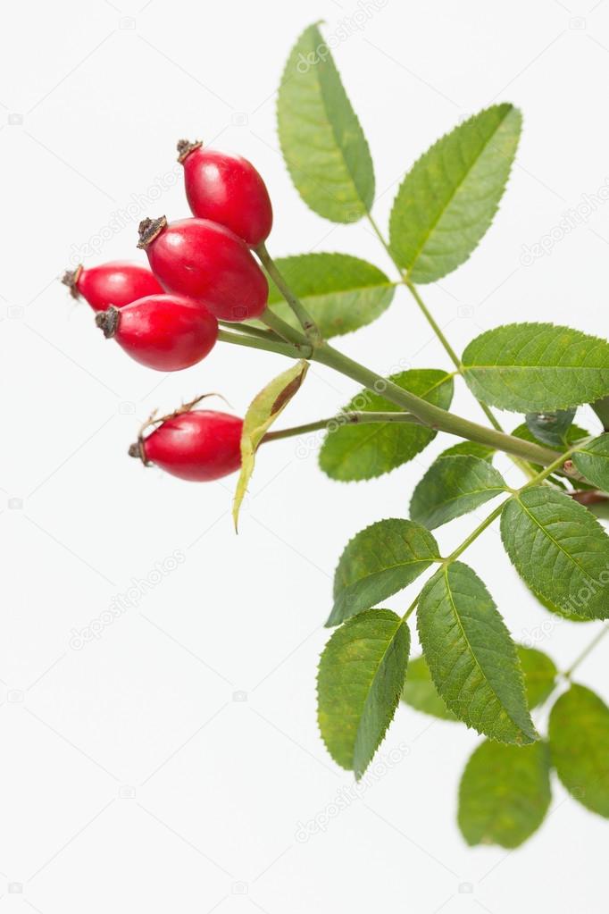 Rosehip (Rosa canina)