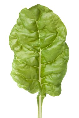 İsviçre Chard 