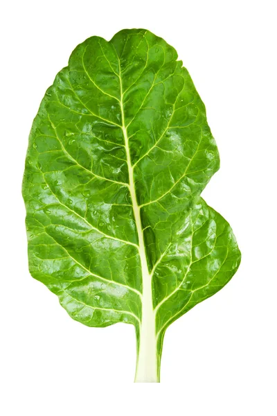 Swiss chard — Stock Photo, Image