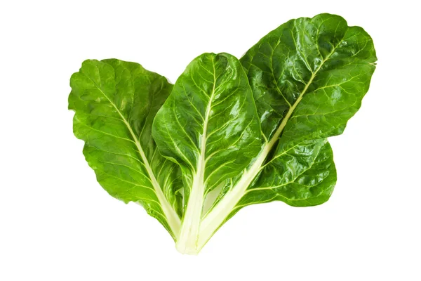 Swiss chard — Stock Photo, Image