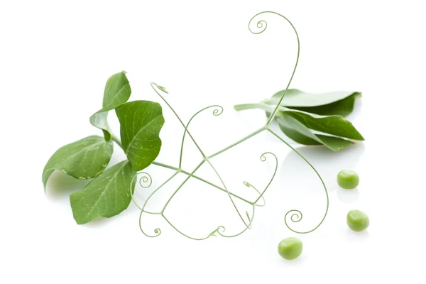 Green Pea — Stock Photo, Image