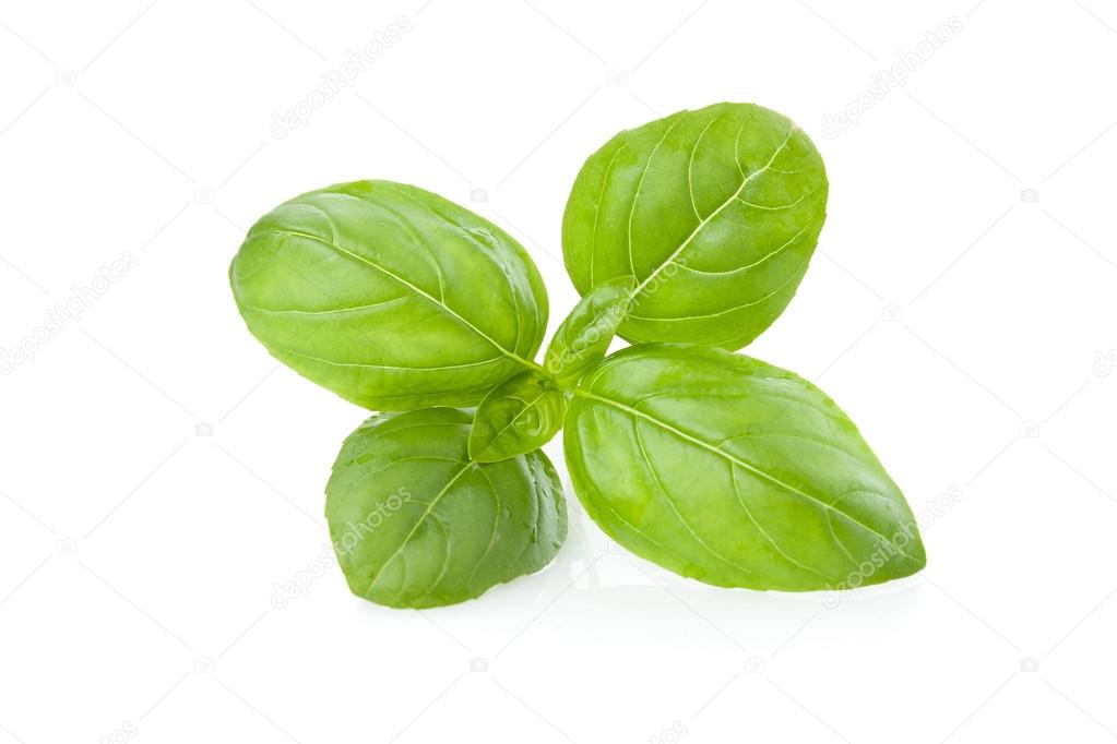 Fresh Basil