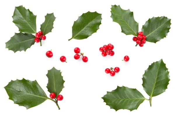 Holly leaves and berries — Stock Photo, Image