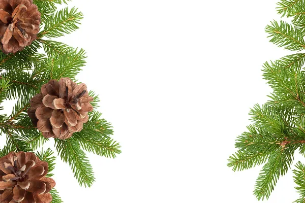 Christmas tree and cones — Stock Photo, Image