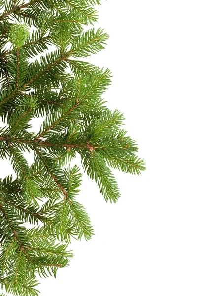 Fir branch — Stock Photo, Image