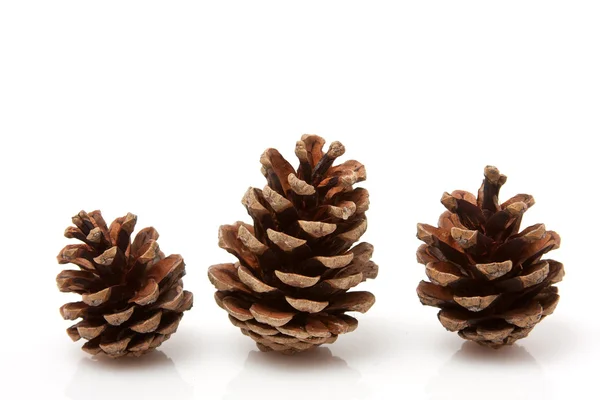 Cones de pinheiro — Fotografia de Stock