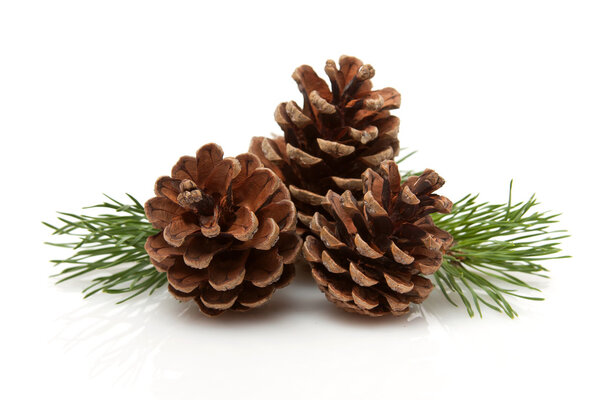 Pine Cones and Needles