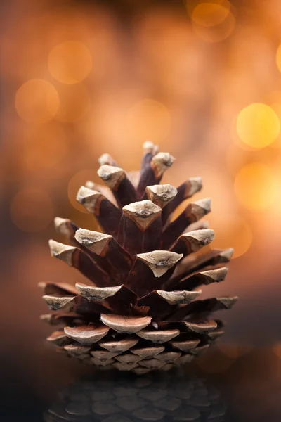 Pine cone — Stock Photo, Image