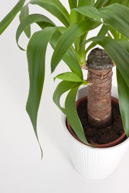 Yucca ev bitkisi