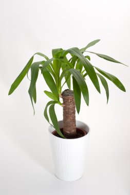 Yucca ev bitkisi