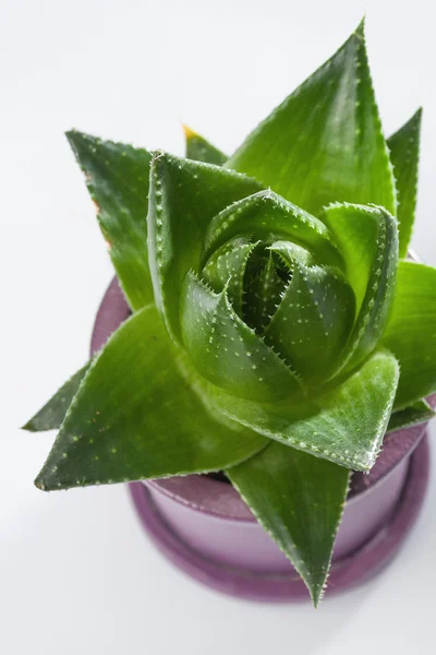 Aloe vera növény — Stock Fotó