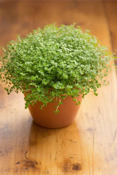 Baby's Tears Plant — Stock Photo, Image