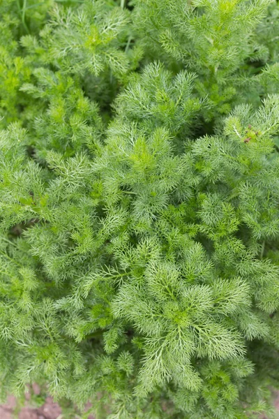 洋甘菊植物 — 图库照片