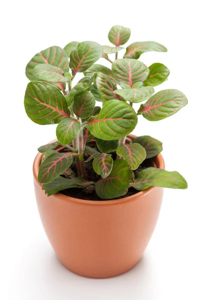 Fittonia — Stock Photo, Image