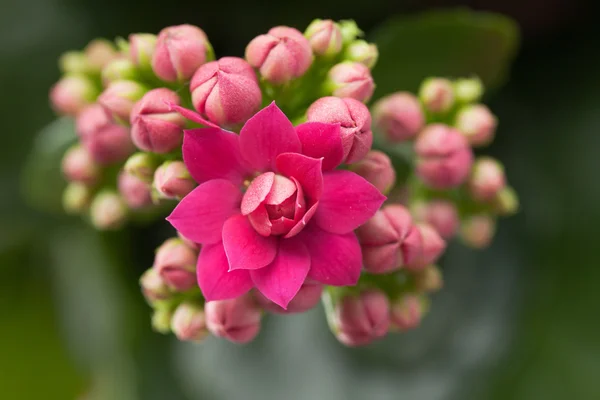 Kalanchoe-Zimmerpflanze — Stockfoto