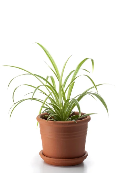 Dracaena-Hauspflanze — Stockfoto